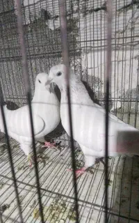 کفتر پرشی پتی بالا