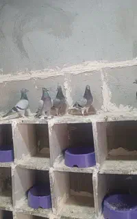 کبوتر