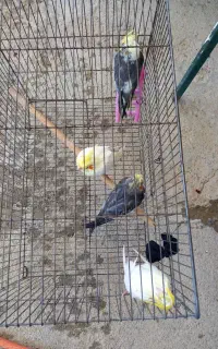 عروس هلندی