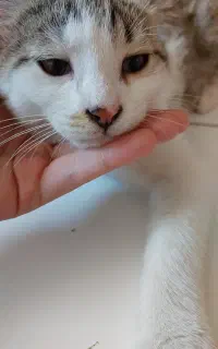 واگذاری توله گربه نر