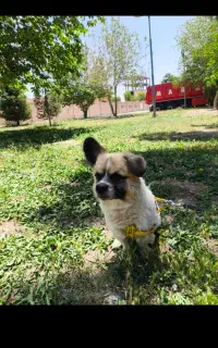 فروش یک سگ دو رگه بسیار هوشیار