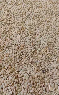 عدس سفید محلی سنقر