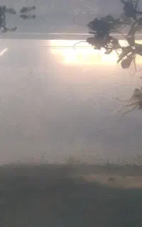 گوپی بچه