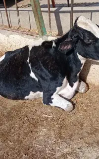 خرید فروش گاو گوساله زمین گیر افتاده سالم گوشتی