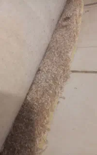 پالاز موکت