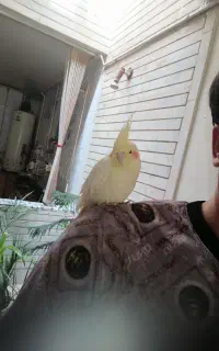 عروس هلندی و قفس و مرغ عشق باهم