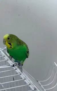 مرغ عشق نر با لانه