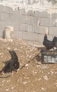 مرغ جوجه دار