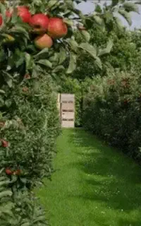 خدمات تخصصی هرس و باغبانی در گلدشت