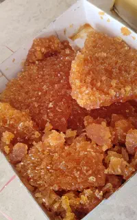 نبات پرده دوآتیشه