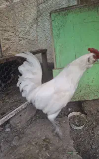 خروس فروشی