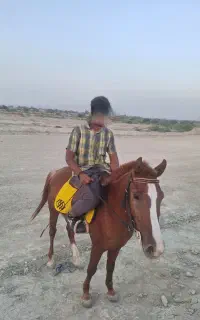 اسب