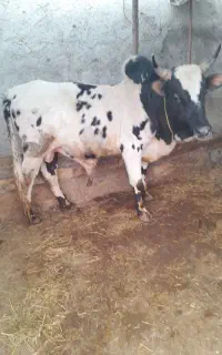 خریدوفروش (گاوکلچه ورزا لیشه) بصورت نقد