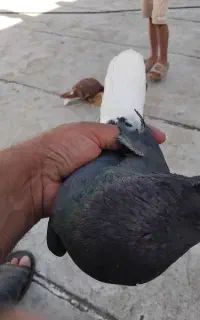 مجسمه‌