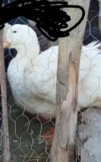 جوجه اردک آیلزبری سفید وارداتی
