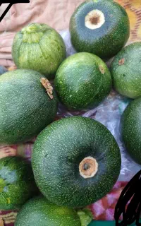 کدو محلی و خیار موجوده