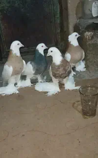 کبوتر