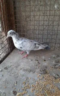 کبوتر سرور