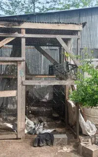 فروش لانه پرندگان