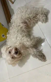 واگذاری شیتزو