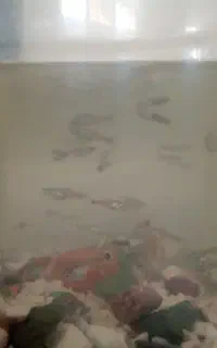 تعداد ۵۰ عدد بچه ماهی