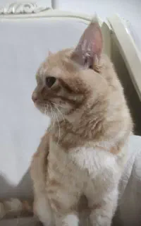 گربه نارنجی