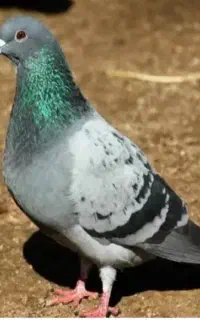 کبوتر چاهی