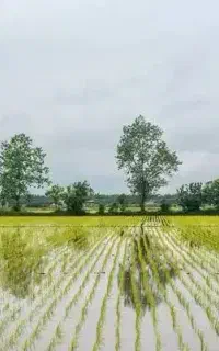 خواهان زمین شالیزار برای کشت نصفکاری
