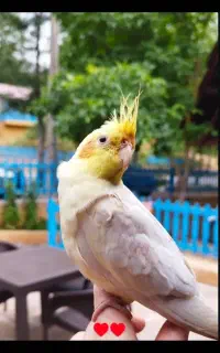 عروس هلندی گمشده