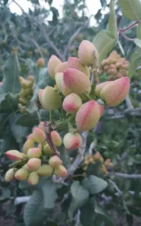 ترکه احمد اقایی