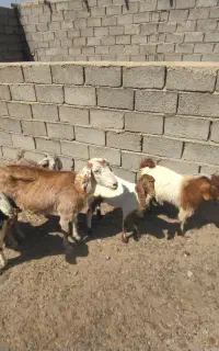 بزوبزغاله