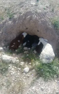 فروش کهره