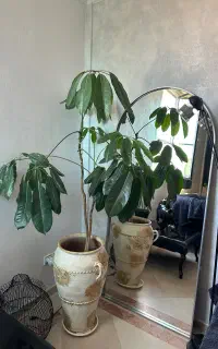 شفلرا امیت