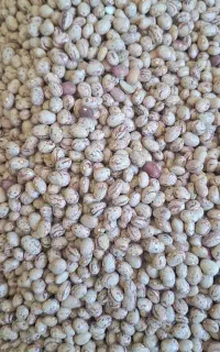 لوبیا چیتی مخصوص بذر