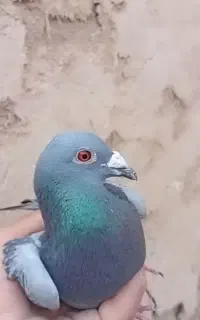 سبز