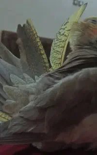 عروس هلندی گم شده