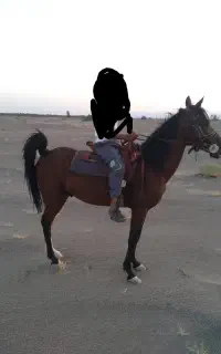 اسب نریان پر خون از همه نظر عالی