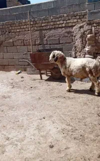 کوهه قوچ بره نر میش رون