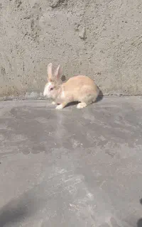 خرگوش
