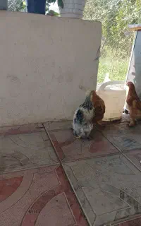 جوجه برهما