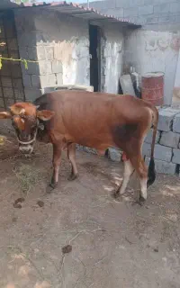 دونه ای 135تومن