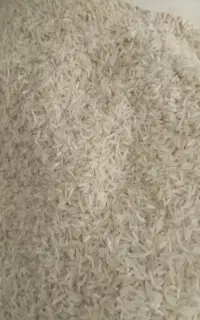 برنج  محلی عنبر بو بذر شمشیری مال  دره شهر