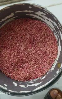 گندم ریژاو بوجاری شده .ضدعفونی شده. ضد کورگ