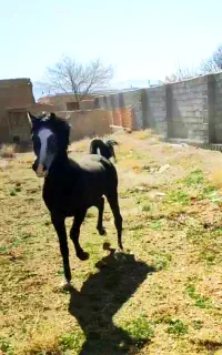 اسب