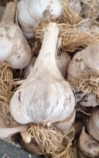 سیر محلی  درشت