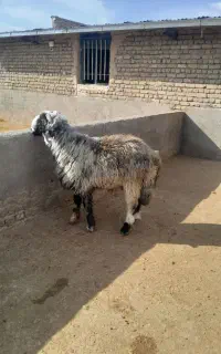 قوچ بختیاری