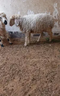 دو عدد گوسفند یک ماده یک نر