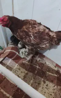 جوجه