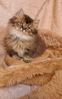 بریتیش گلد لانگ هیر چشم سبز