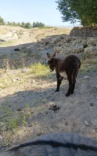 کره خر
